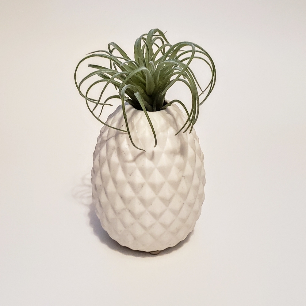 Pineapple Succulent Vase